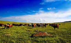 智能放牧APP开发可满足用户哪些需求？